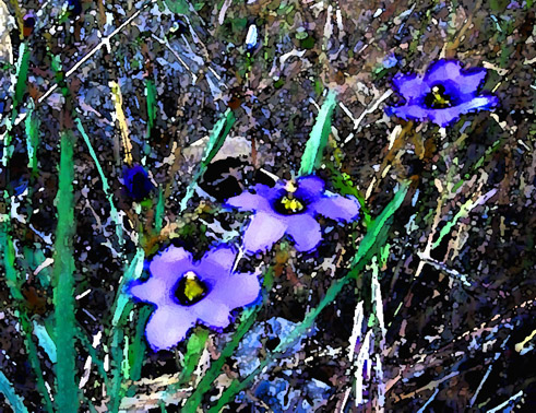 blueflower_watercolor_small.jpg