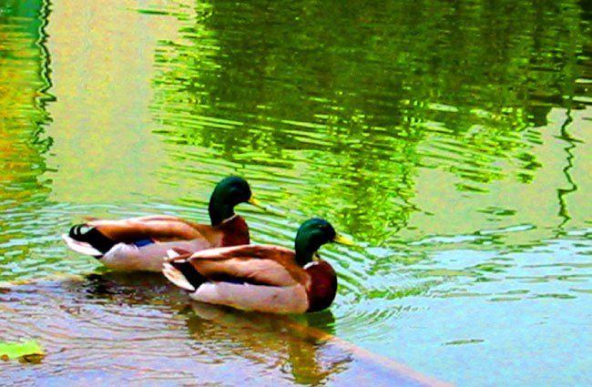 ducks_art.jpg