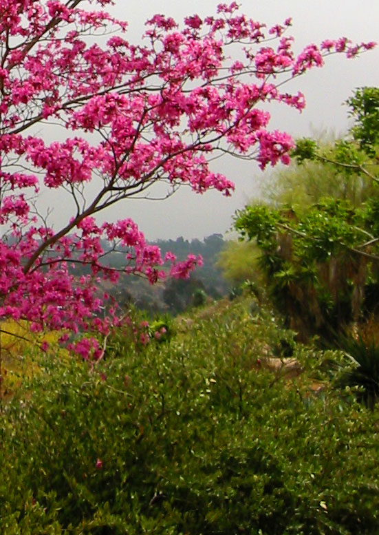 floweringtree.jpg