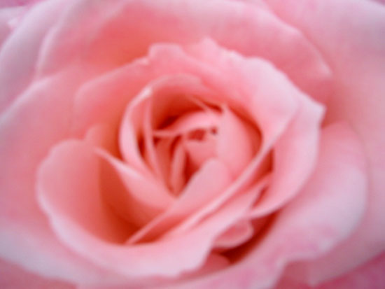 rose_pink.jpg