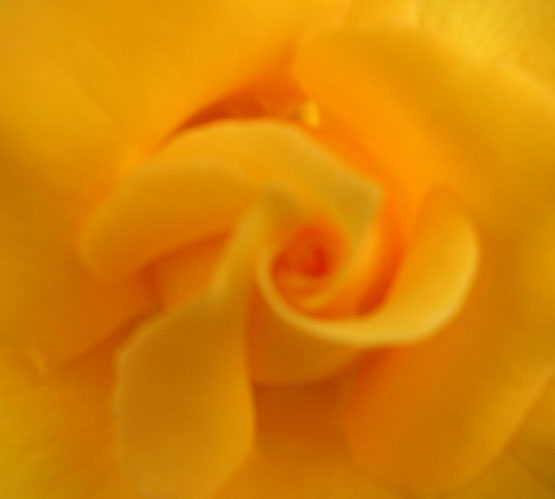 rose_yellow.jpg