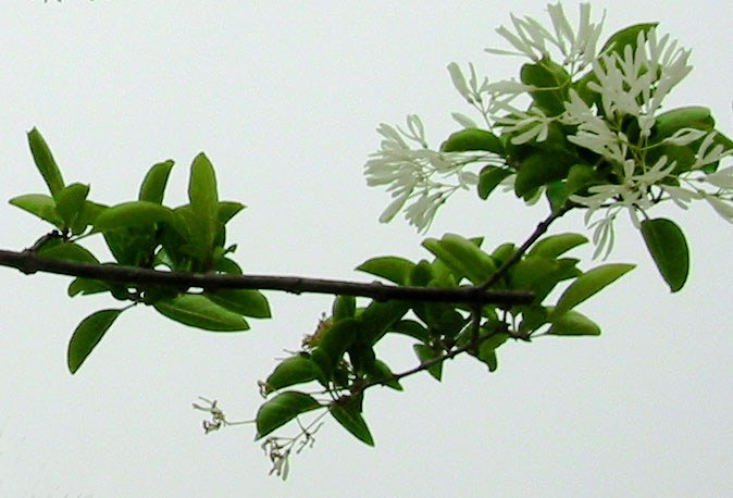 whiteflowertree_cut.jpg
